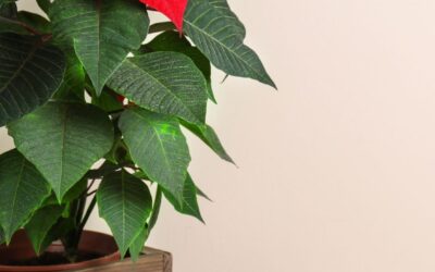 Poinsettias: The Vibrant Flower of Christmas Traditions Globally