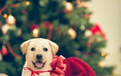 Let’s Talk About Pets and Christmas Season