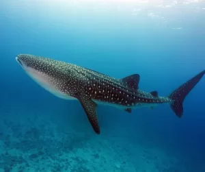 Whale shark swimming