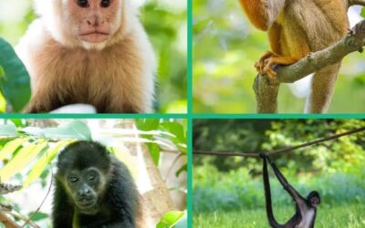 Costa Rica Primate Guide: Discover the Four Monkey Species in their Natural Habitats