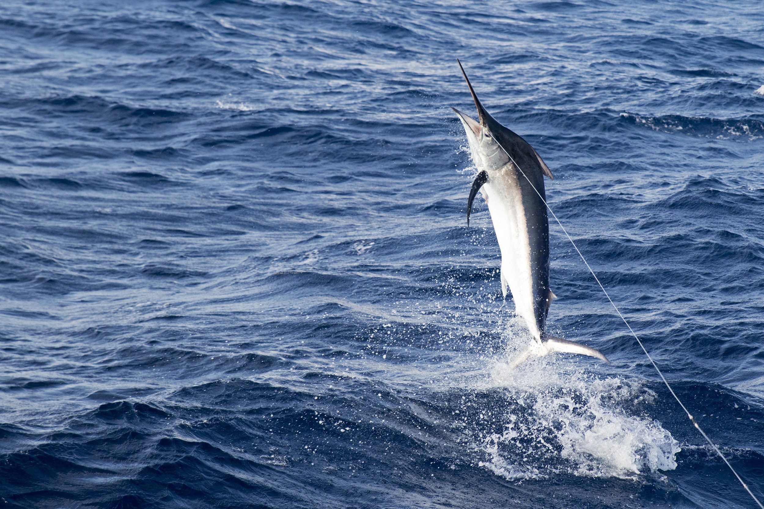 shutterstock_581810674-min Marlin of Costa Rica shores