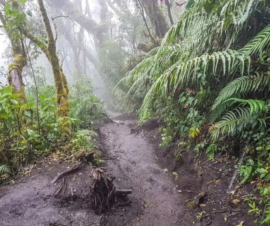 Untitled design – 2023-12-31T105727.352 wet trail in Arenal