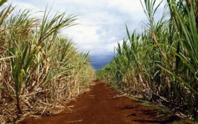 Agricultural Parcels (property subdivision)