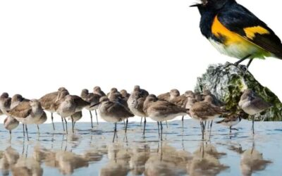 January in Costa Rica: A Haven for Migratory Birds