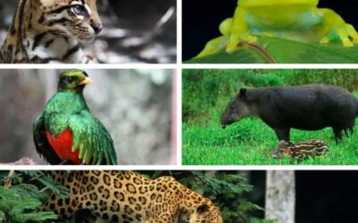 The Most Elusive Creatures in Costa Rica