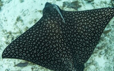 Soaring Beneath the Surface: The Eagle Rays of Costa Rica’s Seas