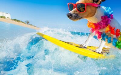 Surf’s Up! From Gnarly to Gentle: Surf Waves Decoded