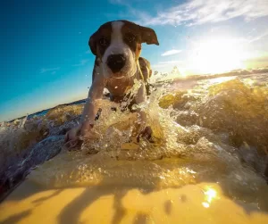 Dog surfing