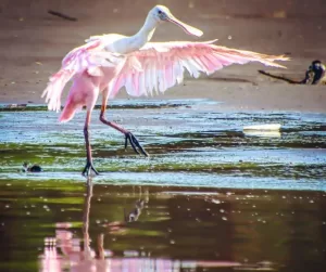 Spoonbill