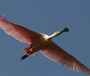 spoonbill in flight