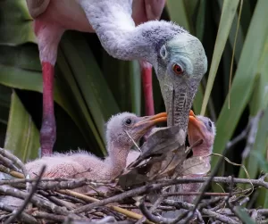 Nestign Spoonbill