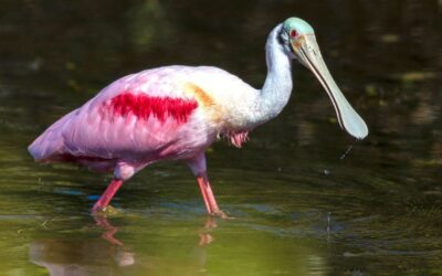 Nature’s Palette: The Roseate Spoonbill and Its Colorful Presence in Costa Rican Wildlife