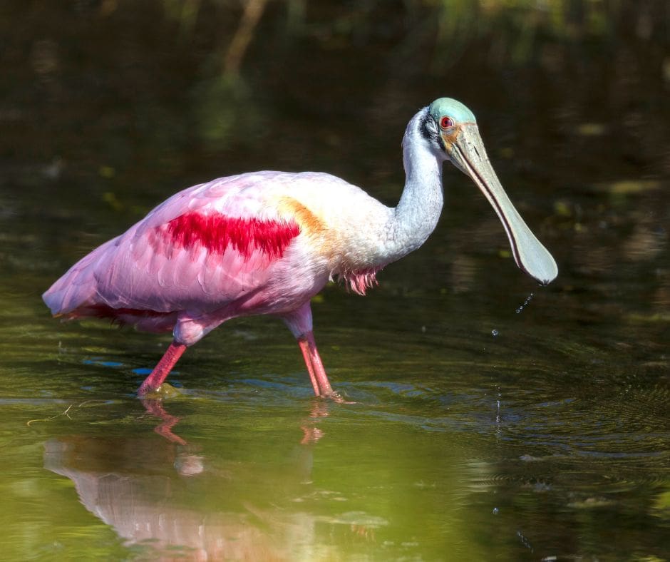Untitled design – 2024-01-08T171805.898 Roseate Spoonbill