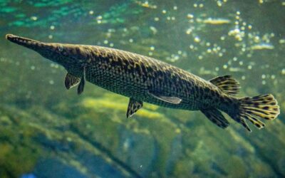 Sleek and Stealthy: Exploring the Life of the Tropical Gar in Central American Waters