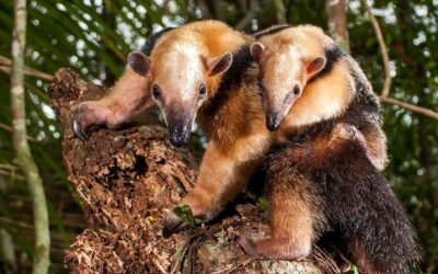 The Tamandua: Costa Rica’s Unique Anteater and Its Role in the Ecosystem