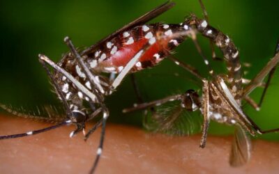 Dengue in the Tropics: Costa Rica’s Battle Against a Growing Threat