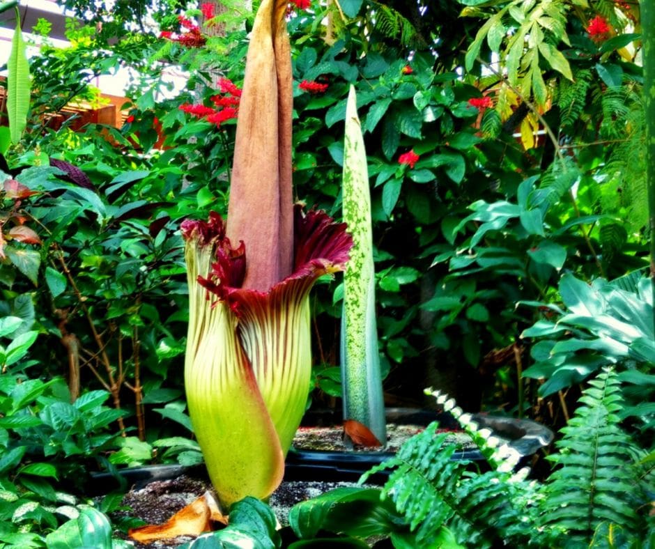 Untitled design – 2024-01-17T105453.953 Corpse Flower