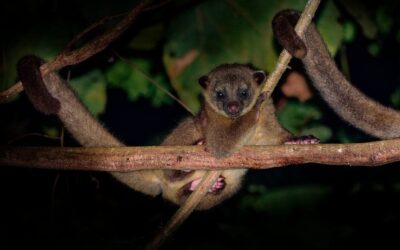 Olingos: Costa Rica’s Hidden Eco-Heroes