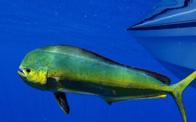 Costa Rica’s Mahi Mahi: From Ocean Depths to Culinary Delights