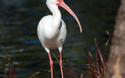 The White Ibis of Costa Rica: Nature’s Elegant Avian