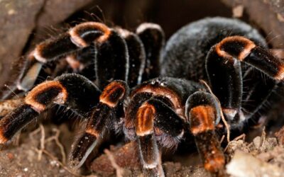 The Vibrant and Mysterious Life of Costa Rica’s Orange-Kneed Tarantula