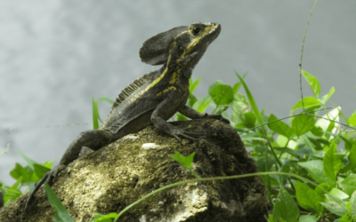 Walking on Water: The Jesus Christ Lizard of Costa Rica