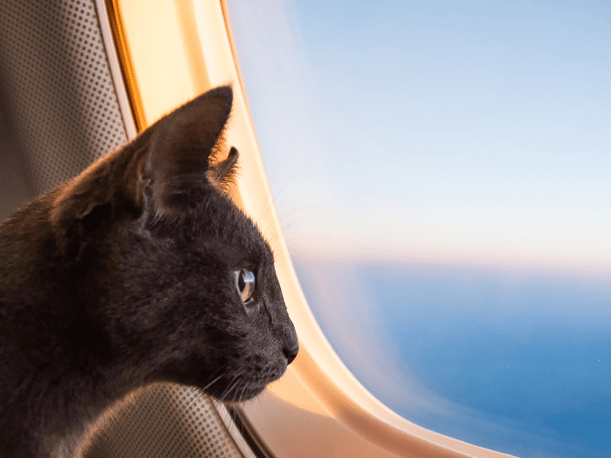 cat airplane-min