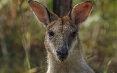 Around the World in 40 Days, Kakadu National Park