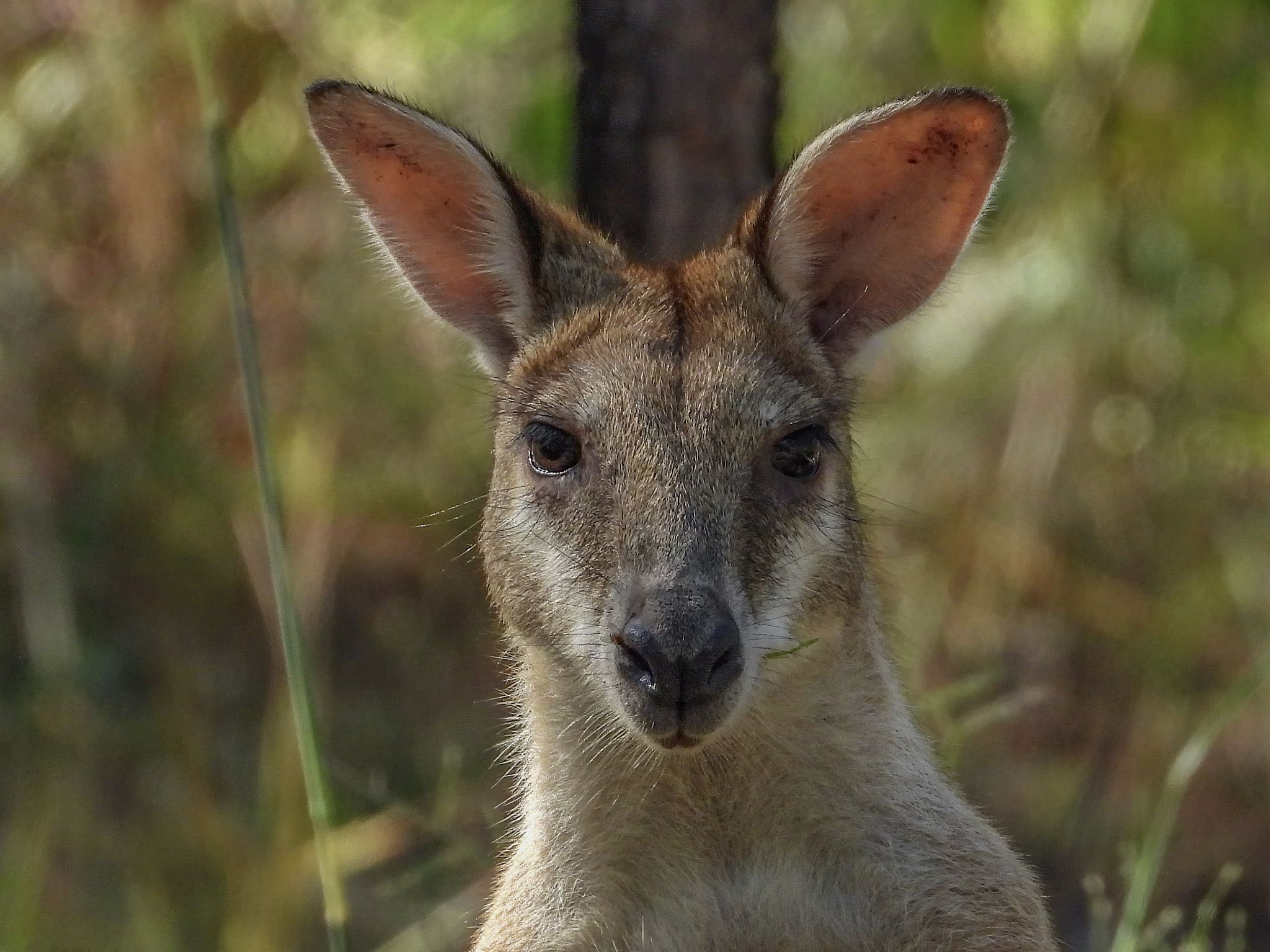 tom kangaroo