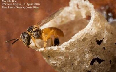 Buzzing Beauties: The Serene World of Costa Rica’s Stingerless Mariola Bees