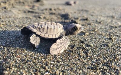 Turtles to the Sea: A Costa Rican Conservation Odyssey