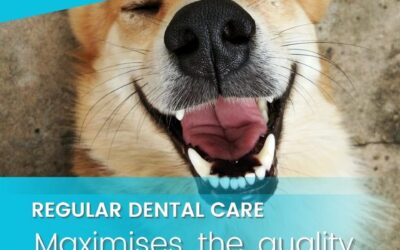 A Guide to Prolonging Your Pet’s Life Through Dental Health