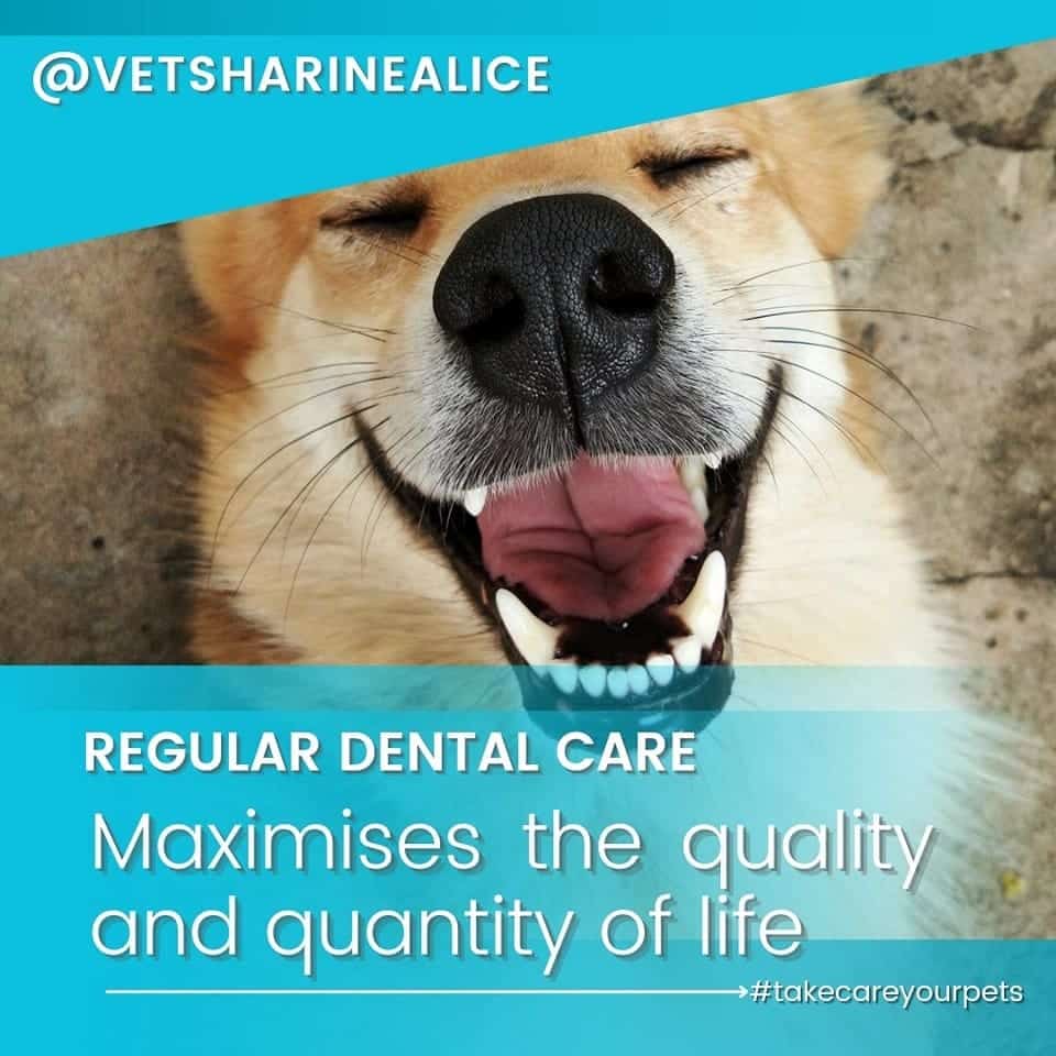 DOG TEETH