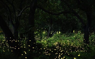 Twilight Dancers: Exploring the Enchanting World of Fireflies