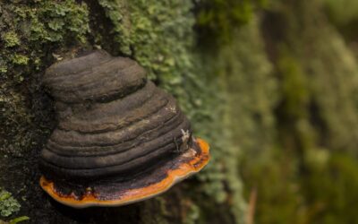 Chaga Wonders: Boost Your Wellness with the King of Medicinal Mushrooms