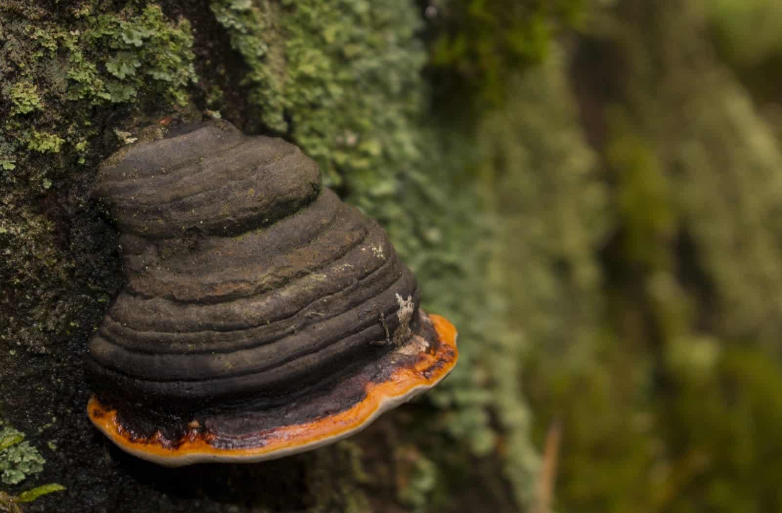 chaga mushrooms