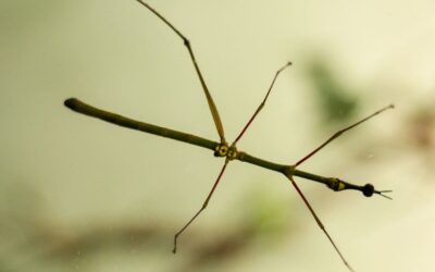 Costa Rica’s Stick Bugs: Masters of Camouflage and Eco Warriors