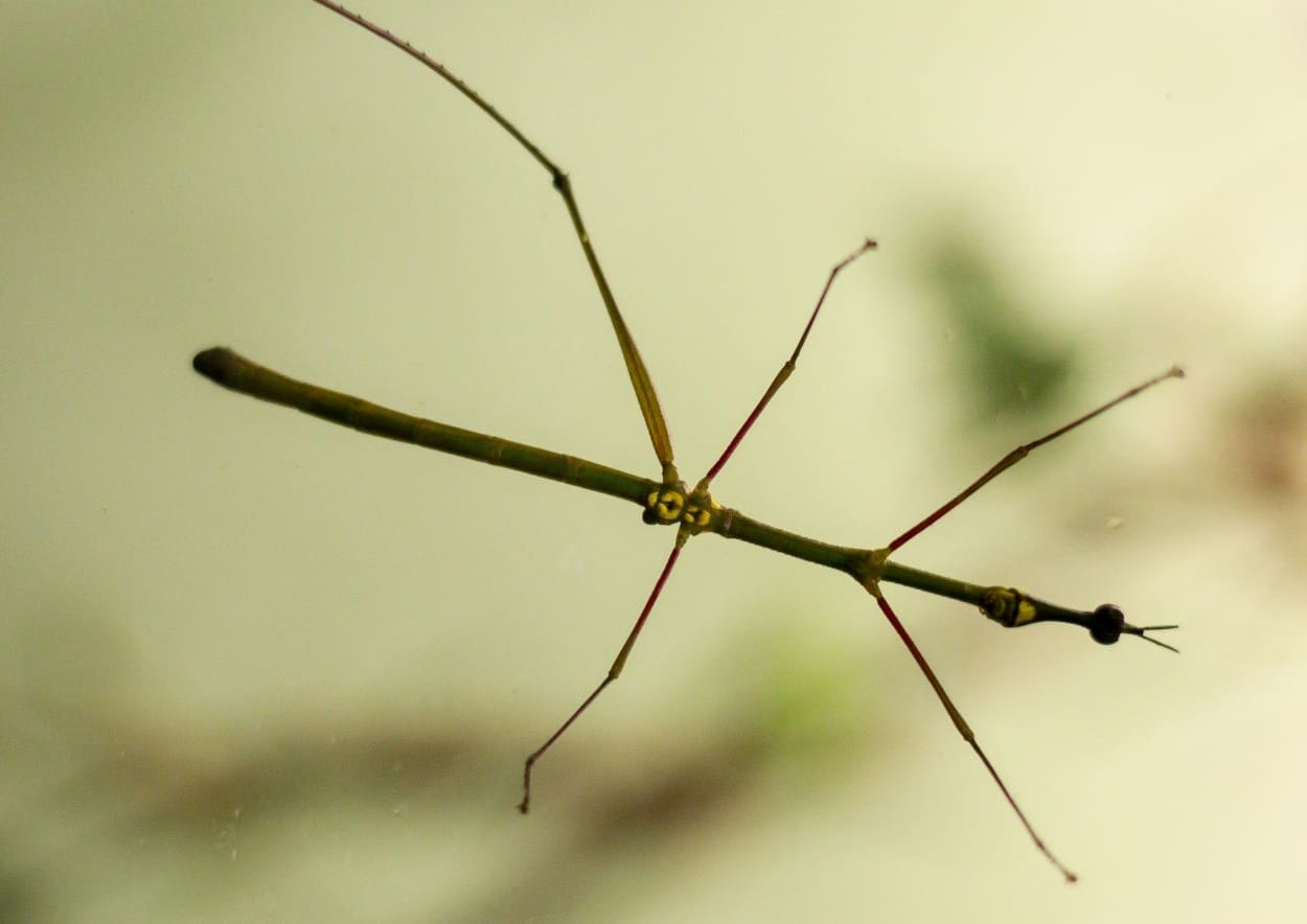 stick bug