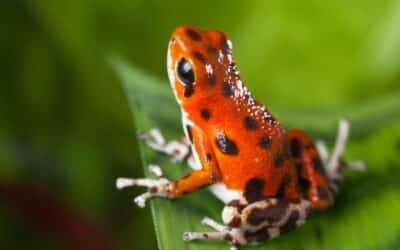 From Rainforest Canopies to Indigenous Lore: The Fascinating World of Dart Frogs