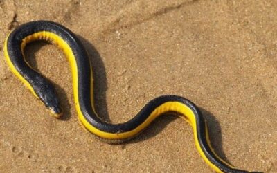 The Enigma of the Yellow-Bellied Sea Snake: A Glimpse into Costa Rican Lore
