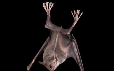 Winged Fishermen: Exploring the Habitat and Habits of the Greater Bulldog Bat