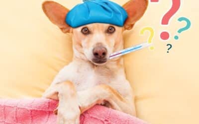 Pet Care: Kennel Cough