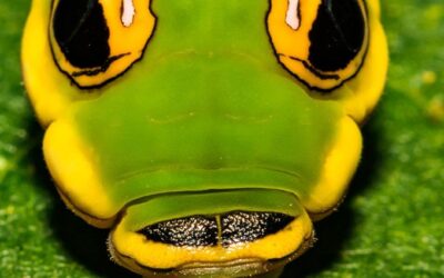 Costa Rica’s Camouflaged Critters: The Art of Survival of the Snake-Mimic Caterpillar