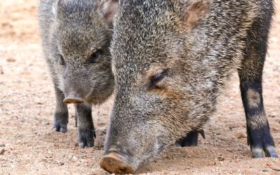 Exploring the Habitat of Collared Peccaries in Costa Rica