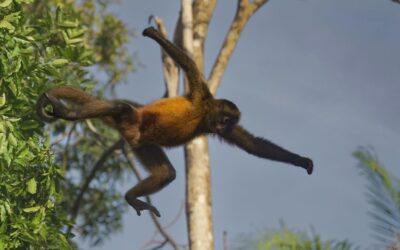 Meet Costa Rica’s Acrobats: The Fascinating Life of Spider Monkeys