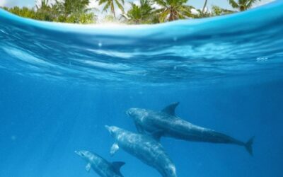 Surfing Serendipity: Unveiling the Hidden Wonders Below the Waves