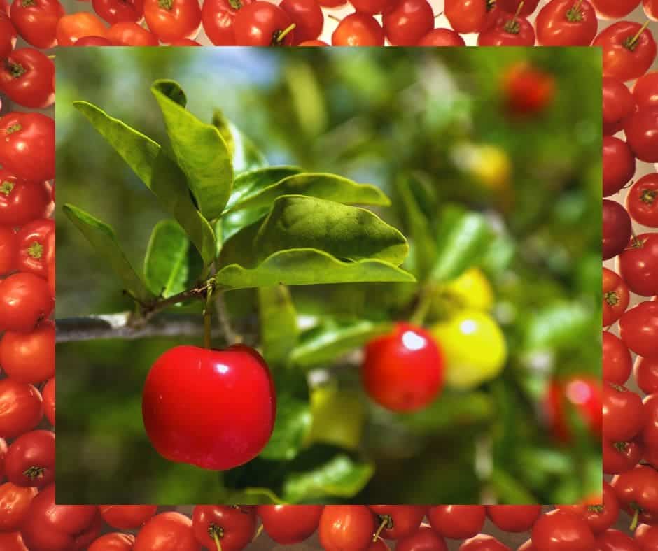Acerola Berry packed with Vitamin C
