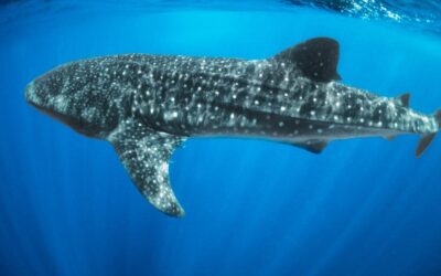 Whale Sharks Off Costa Rica’s Shores: A Majestic Encounter