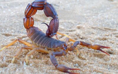 The Fascinating World of Scorpions: Their Role in the Ecosystem and Interaction with Humans