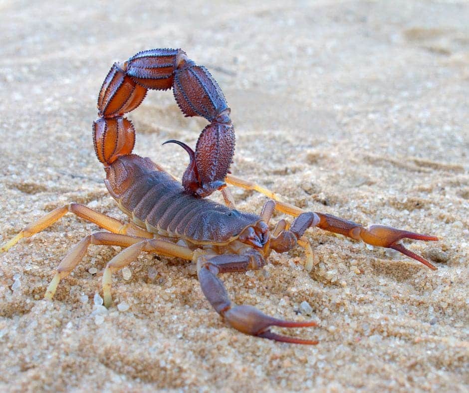 Untitled design – 2024-06-09T094902.157 Scorpions